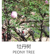 牡丹樹(shù)