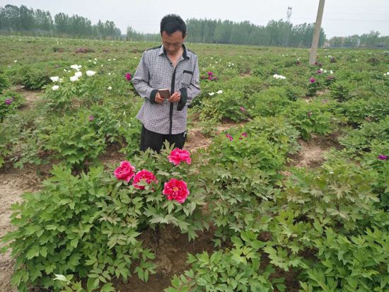 牡丹基地10.jpg